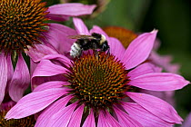 Bumble Bee {Bombus terrestris} gathering pollen and nectar from Purple Coneflower {Echinacea purpurea} UK