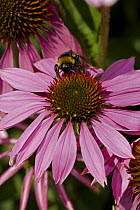Bumblebee {Bombus terrestris} gathering pollen and nectar from Purple Coneflower {Echinacea purpurea} UK