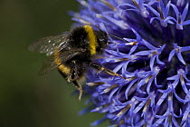 Bumblebee {Bombus terrestris} gathering pollen and nectar from Globe thistle {Echinops ritro} UK