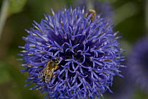 Honey Bee {Apis mellifera} on Globe thistle {Echinops ritro} England