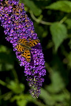 Comma butterfly {Polygonum c-album} on Buddleia {Buddleia davidii} England