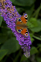 Peacock butterfly {Inachis io} on Buddleia flower {Buddleia davidii} England