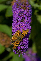Comma butterfly {Polygonum c-album} feeding on Buddleia {Buddleia davidii} England