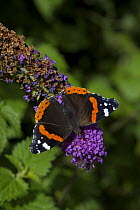 Red admiral butterfly {Vanessa atalanta} feeding on Buddleia, UK