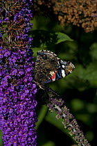 Red admiral butterfly {Vanessa atalanta} feeding on Buddleia, UK