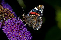 Red admiral butterfly {Vanessa atalanta} feeding on Buddleia Bush, England