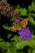Comma butterfly {Polygonia c-album} on Buddleia {Buddleia davidii} England