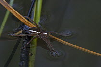 Fen raft spider {Dolomedes plantarius} on water surface, England
