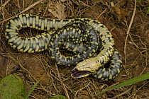 Grass snake {Natrix natrix} laying on its back with mouth open and tongue hanging out, feigning death, England