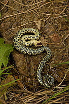 Grass snake {Natrix natrix} laying on its back with mouth open and tongue hanging out, feigning death, England