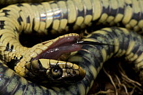 Close-up of Grass snake {Natrix natrix} defending itself from predators by feigning death. Sometimes it also emits a foul-smelling substance from its anal glands, making it smell like rotten meat. Eng...