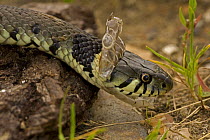 Grass snake {Natrix natrix} shedding skin, England