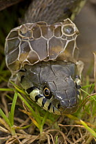 Portrait of Grass snake {Natrix natrix} shedding skin, England