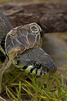 Grass snake {Natrix natrix} shedding skin, England