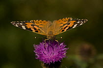 Painted lady butterfly {Vanessa cardui} perching on Thistle blossom, UK