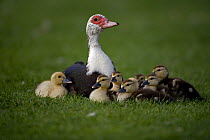 Muscovy Duck {Cairina moschata} with ducklings, UK