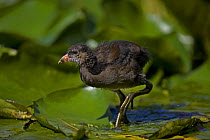 Young Moorhen {Gallinula chloropus} walking over Lilly pads, England