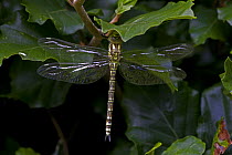 Southern hawker dragonfly {Aeshna cyanea} adult hanging from leaves, UK