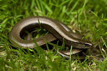 Slow worm {Anguis fragilis} amongst grass, England