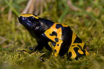 Yellow banded poison arrow frog {Dendrobates leucomelas} captive, native to South America
