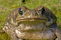 Marine / Cane / Giant toad {Bufo marinus} portrait, captive, native to South and Central America.