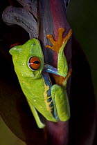 Red eyed treefrog {Agalychnis callidryas} captive, native to South America