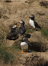 Group of Puffins {Fratercula arctica} next to nest holes, involved in courtship interaction, bird on left warning its neighbour to back-off. Caithness, Scotland, UK
