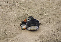 Two Puffins {Fratercula arctica} sleeping close together in burrow entance, Caithness, Scotland, UK
