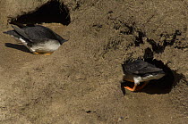 Two Puffins {Fratercula arctica} inspecting a burrow for a possible nest-site, Caithness, Scotland, UK