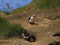 Puffin {Fratercula arctica} bringing nesting material to burrow, whilst two others prospect potential nest, Caithness, Scotland, UK
