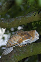 Barn owl {Tyto alba} preparing to launch into flight, Northumberland, UK