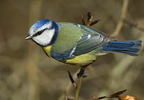 Blue Tit {Parus caeruleus} with spring plumage, Northumberland, UK