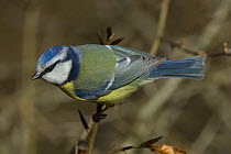 Blue Tit {Parus caeruleus} with spring plumage, Northumberland, UK