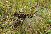 Group of Lasiocampidae larvae in grass, Extremadura, Spain
