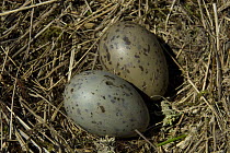 Close-up of Common gull eggs {Larus canus} in nest, Lochaber, Scottish Highlands