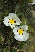 Common gum cistus flowers {Cistus ladanifer} Extremadura, Spain