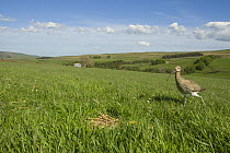 ukCurlew {Numenius arquata} approaching nest in upland pasture, County Durham, UK