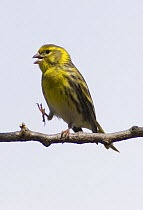 Serin {Serinus serinus} singing with foot raised about to scratch head, Extremadura, Spain