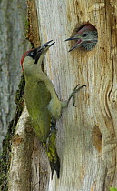 Female Green woodpecker {Picus viridis} feeding excited chick in nest hole, Northumberland, UK