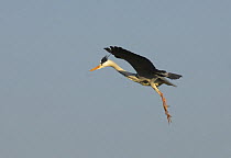 Grey heron {Ardea cinerea} parachuting down towards nest, Evora, Portugal