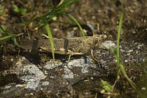 Migratory Locust {Phymateus sp.} in habitat, Extremadura, Spain