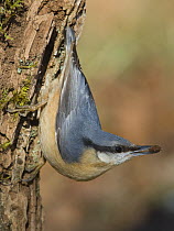 European nuthatch {Sitta europaea} with bark in beak whilst searching for grubs on surface of tree trunk, Northumberland, UK