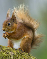 Red squirrel {Sciurus vulgaris} eating peanut on branch, Northumberland, UK