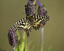 Spanish Festoon butterfly {Zerynthia rumina} feeding on Lavender, Extremadura, Spain