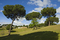 Stone Pine trees (Pinus pinea) and farmhouse amongst cattle pasture in Extremaduran landscape, Spain
