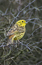 Rear view of a male Yellowhammer {Emberiza citrinella} perching in Thorn bush, winter, Northumberland, UK
