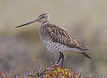 Bar-tailed Godwit (Limosa lapponica), adult with winter plumage perched on a hedgerow. Norway, Scandinavia. June.