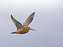 Bar-tailed Godwit (Limosa lapponica), adult with summer plumage in flight. Norway, Scandinavia. June.