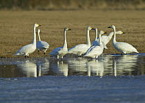 Flock of adult Bewick/Tundra swans (Cycnus columbianus bewickii) in shallow water. Estonia, Baltic. April.