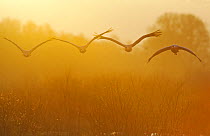 Flock of Common Crane (Grus grus) in flight at sunrise. Hornborga, Sweden, Scandinavia. April.